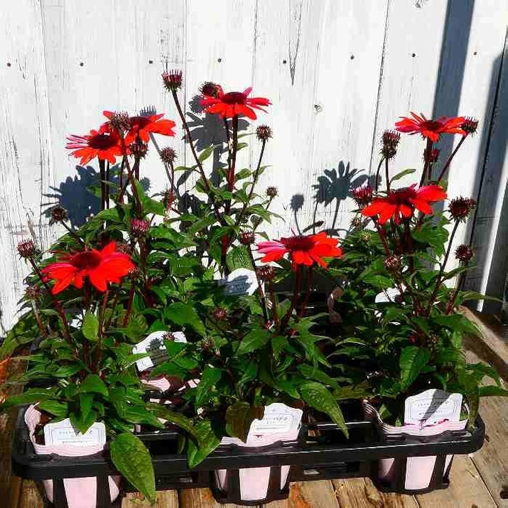 Amazon | エキナセア 苗 パナマレッド 3.5号 宿根草