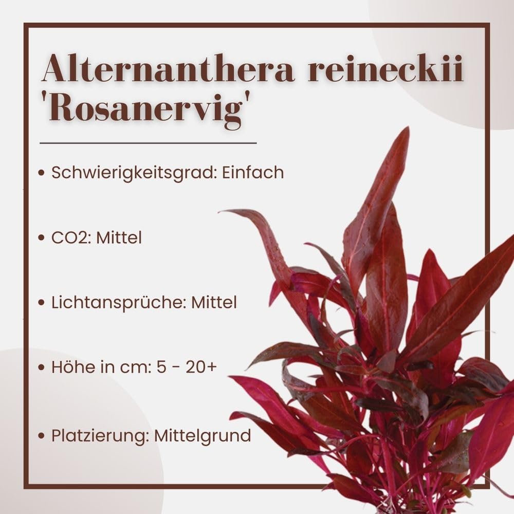 AquaOne Alternanthera reineckii Plante d'aquarium « Rosanervig » I Plante d'aquarium Plante tige entièrement racinée Facile d'entretien Décoration d'aquarium