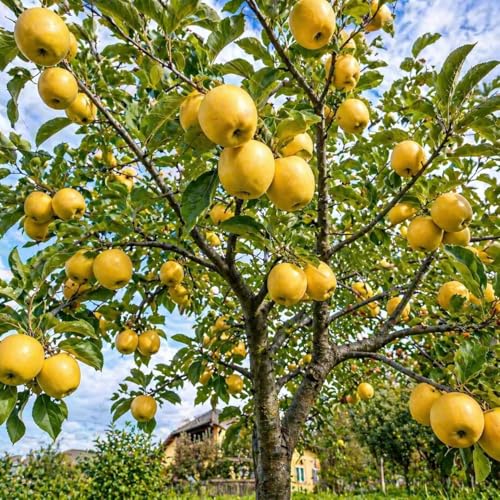 Image of All-Time 12 Months Hybrid GRAFTED Live Fruit Plant Original & Authentic Organic Tree for Outdoor Fast-Growing Fruit Plant Home Gardens Pack Of-1 (Golden Dorsett Apple Plant Live, Medium)
