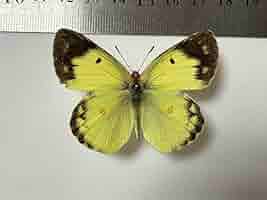 ★希少★真作★森天飛★葉蝶 モンキチョウ★★サイン有り 61RS4XnqKbL._AC_SY200_QL15_.jpg