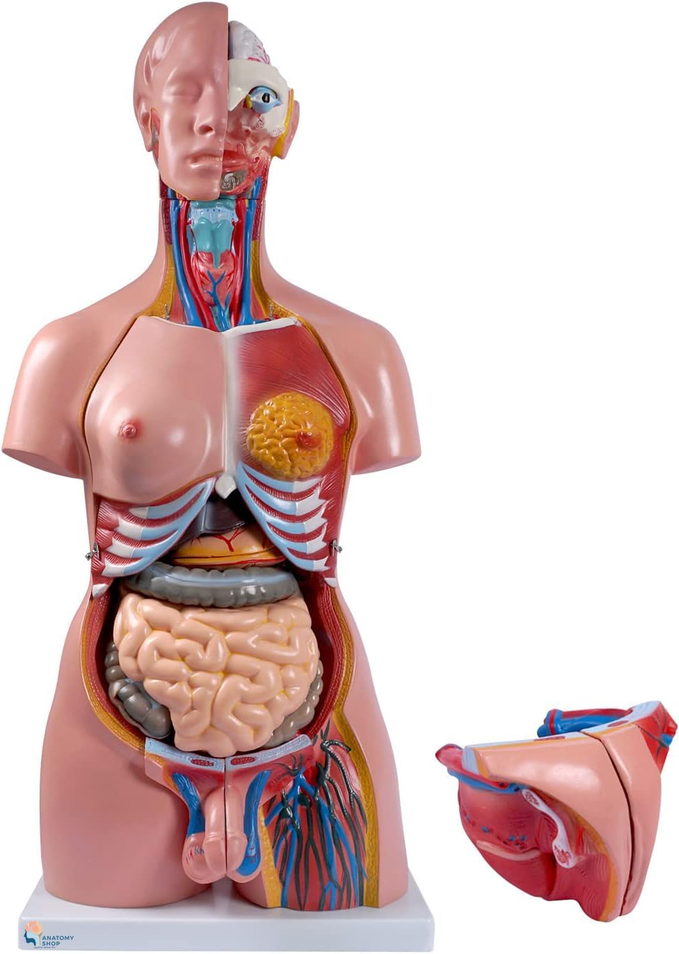See full amazon price history chart for Myaskro - Human Torso Model (85cm Tall) With 23 Removable Parts | Made Up Of Unbreakable Non-Toxic PVC Plastic | Devloped By Expert Anatomists | Master Human Anatomy With This Premium Torso Model Myaskro - Human Torso Model (85cm Tall) With 23 Removable Parts | Made Up Of Unbreakable Non-Toxic PVC Plastic | Devloped By Expert Anatomists | Master Human Anatomy With This Premium Torso Model (B0CL3KY91Z) Amazon Price History, Amazon Price Tracker