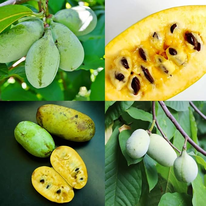 Amazon.com : 2 Paw Paw Trees Plants, Live Pawpaw Tree Plant - Banana ...