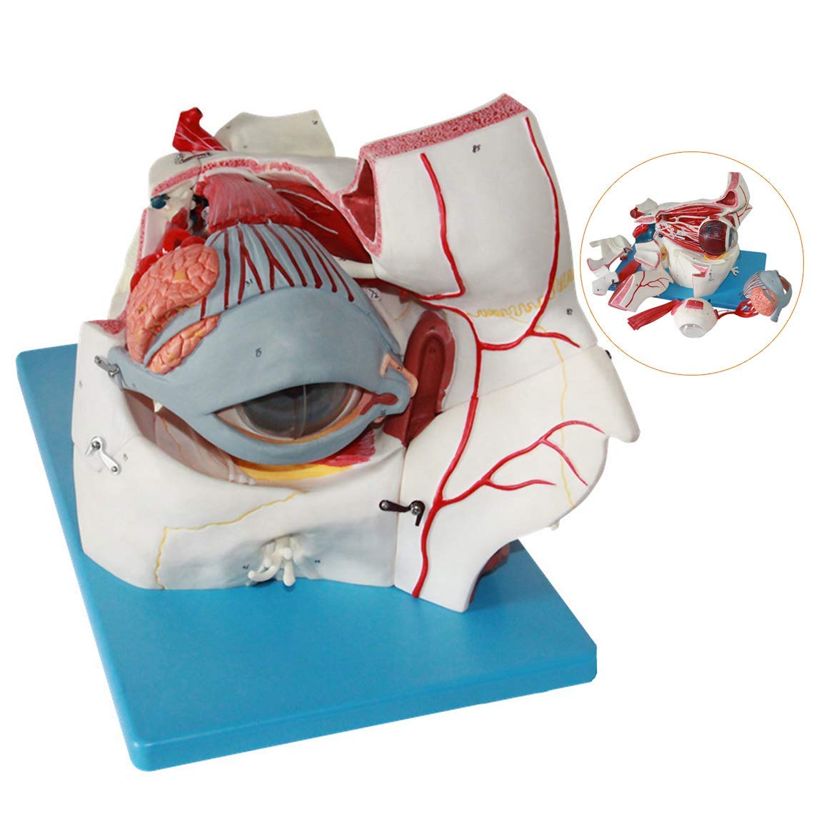 Magnification Human Giant Eye Model, Human Body Sensory Apparatus Eyeball Anatomical Eye Tissue Model Eye Medicine Eyelid Tear Gland Human Anatomical Natural Eyeball Medical Learning