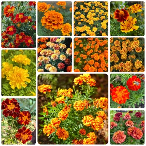 semillas de tagetes de caléndula silvestres de balcón de caléndula orgánicas de cortadas Decoración de jardín para exteriores, alfombra 500pcs