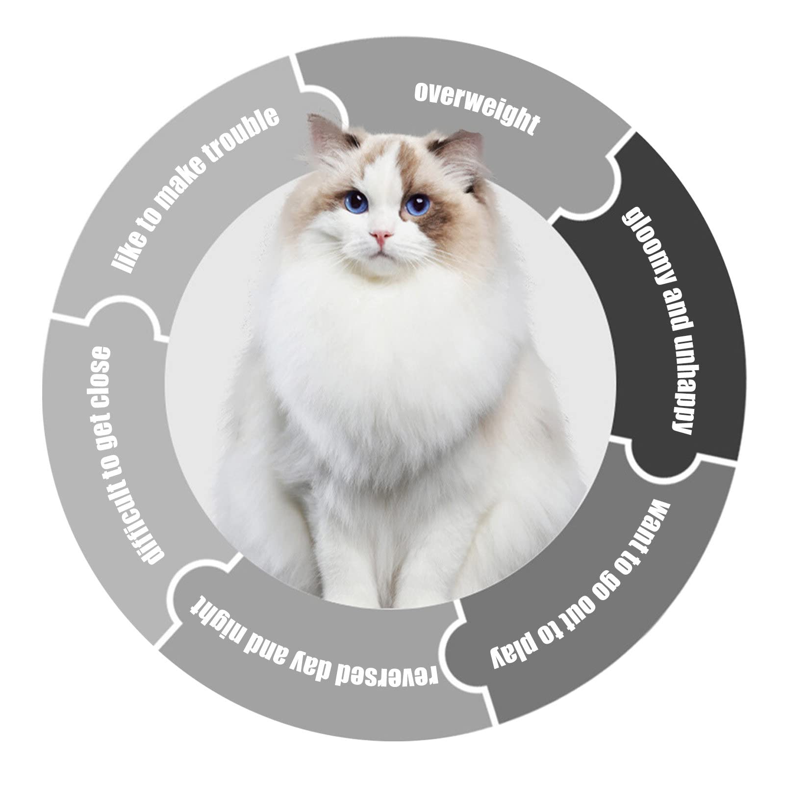 Ruota per Esercizio Senza Rumore per Gatti, Ruota per Corsa per Gatti da 29,5 Pollici con Giocattolo per Gatti, Grande Tapis Roulant per Gatti per L'esercizio, Facile da Installare