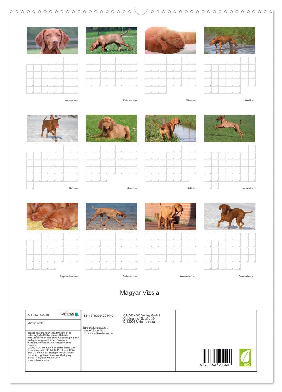 CALVENDO - Magyar Vizsla (hochwertiger Premium Wandkalender 2027 DIN A2 hoch), Kunstdruck in Hochglanz: Familienplaner mit Fotos des Magyar Vizsla