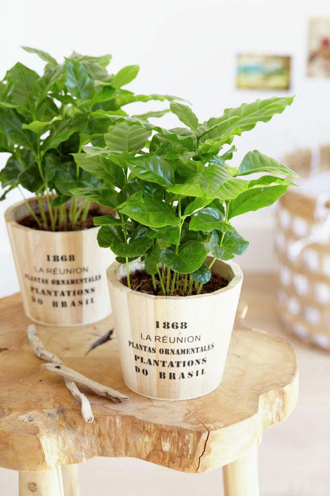 Bloomique Coffea Arabica Caféier Plante d’intérieur Hauteur 20-30 cm Pot 12 cm Lot de 2