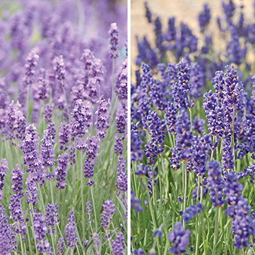 Lavender Hardy English Duo Drought Tolarant Hidcote and Munstead Plugs x24 by Thompson and Morgan (24)