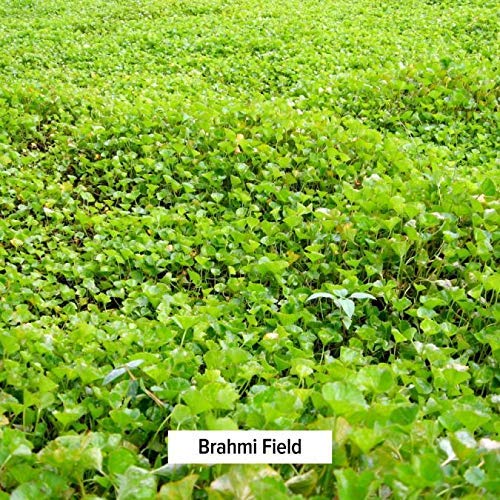 Banyan Botanicals Brahmi/Gotu Kola Powder – Organic Centella Asiatica ­­–Supports Focus, Concentration, Alertness, And A Balanced Sense Of Calm* – Spice Jar – Non-Gmo Sustainably Sourced Vegan #TOP3