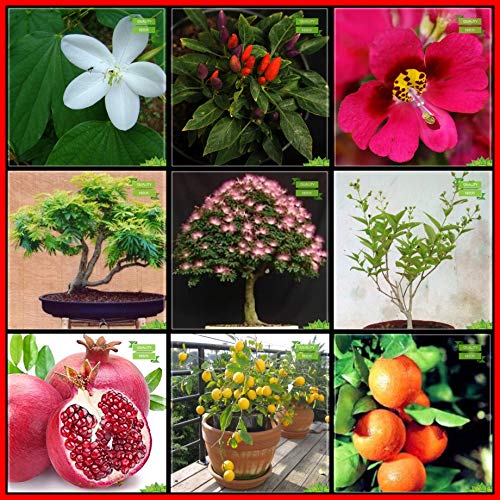 Creative Farmer Garden Seeds Combo Flower Seeds & Fruit : Pomagranate, Lemon Fruit, Orange, Flame Tree, Coco Tamarind, Har Singar, Snowy Orchid, Capsicum Round, Butterfly Flower Terrace Gardening
