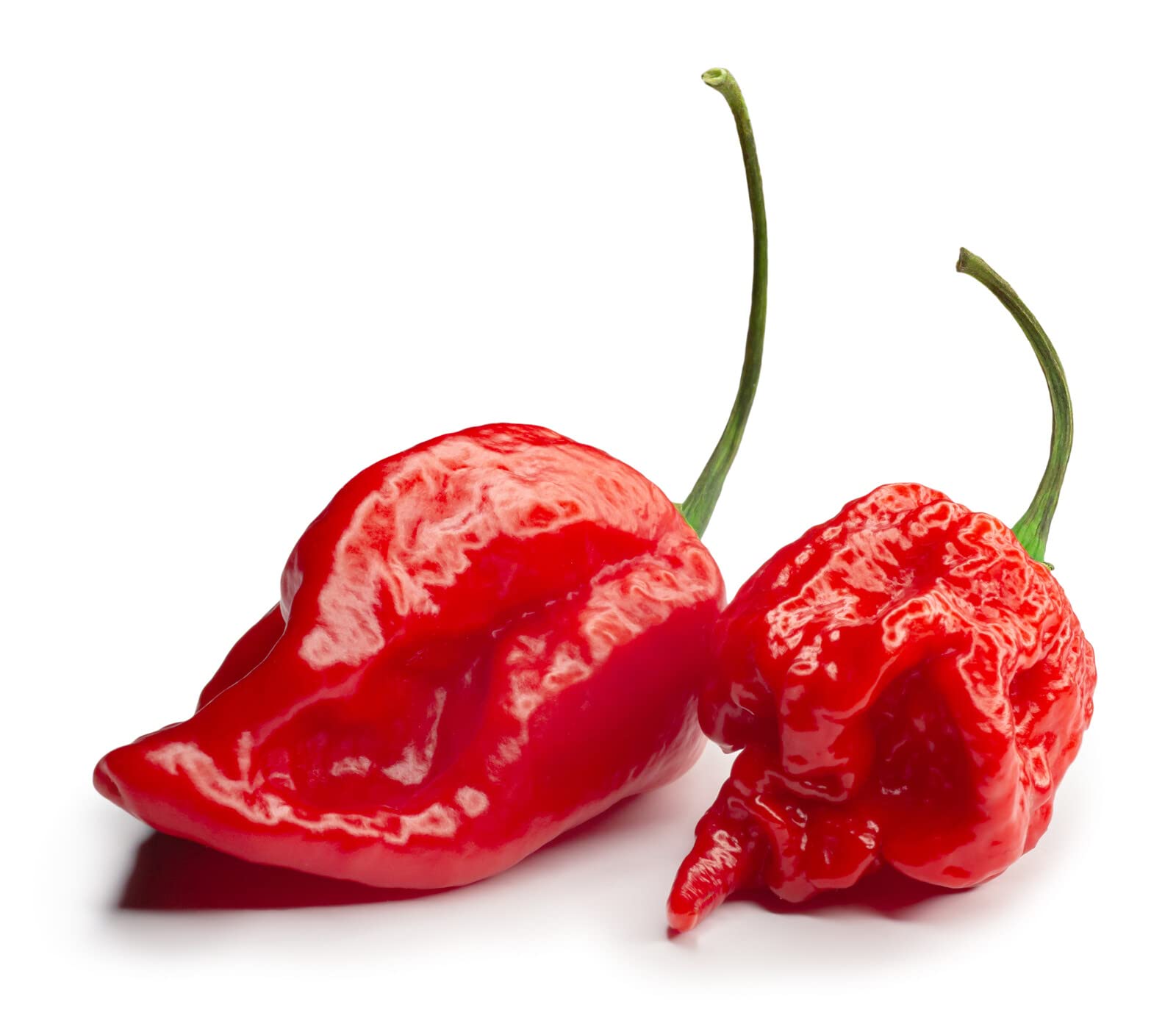 Viridis Hortus - 10 x Carolina Reaper Extremely Hot Chilli Pepper Fruit/Vegetable Seeds
