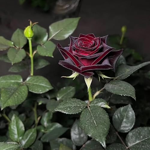 Miniatura 3 de Más de 100 piezas de semillas de flores negras y rojas Ambizu nuevas semillas de rosas raras negras de sangre verdadera