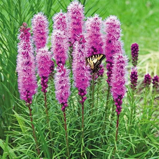 Eden Brothers Gayfeather/Blazing Star Seeds