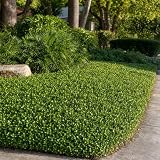Asiatic Jasmine Minima - 60 Live Plants - Asian Ground Cover Fully Rooted with Soil