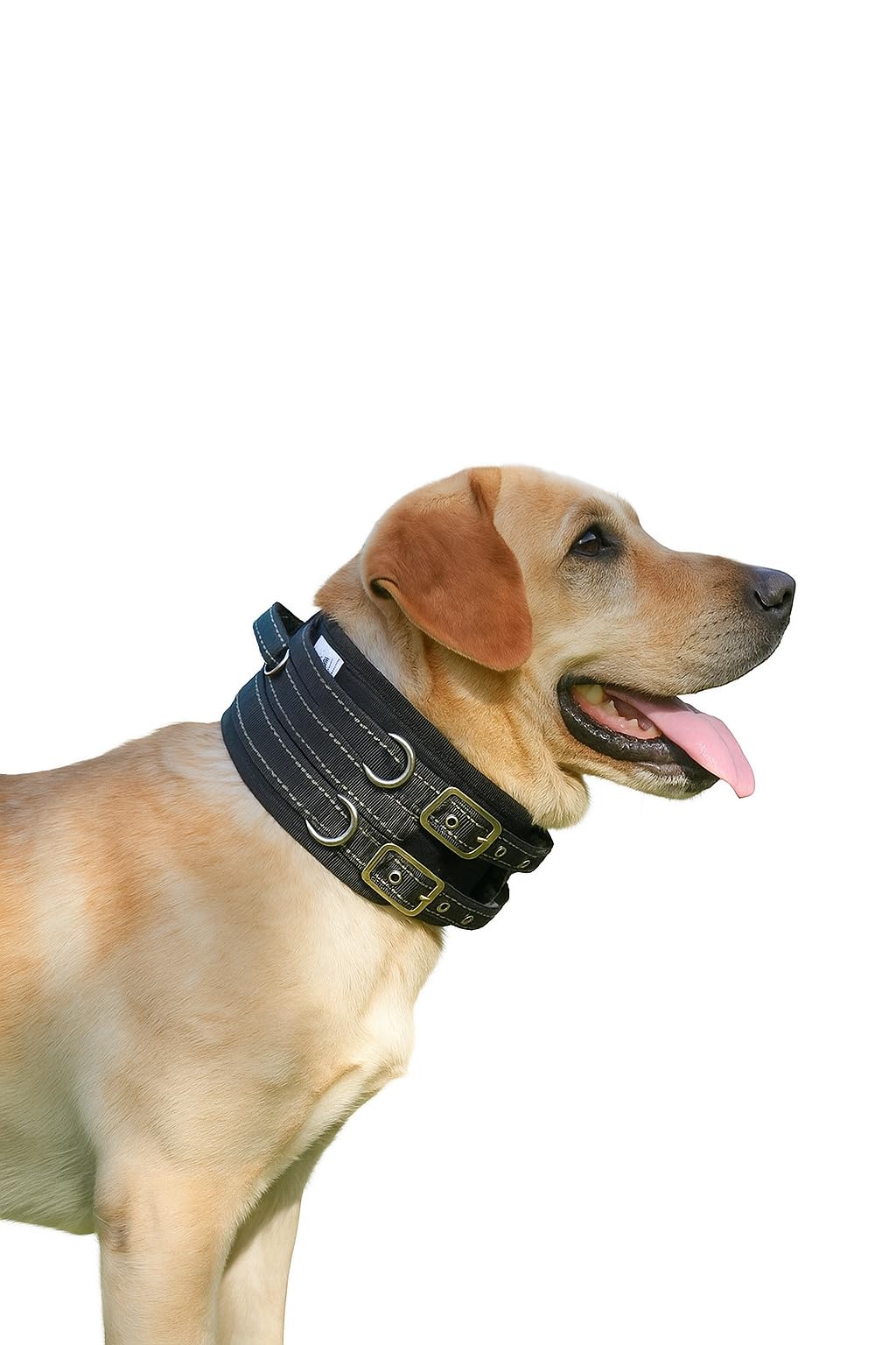 Protective Tactical Dog 4