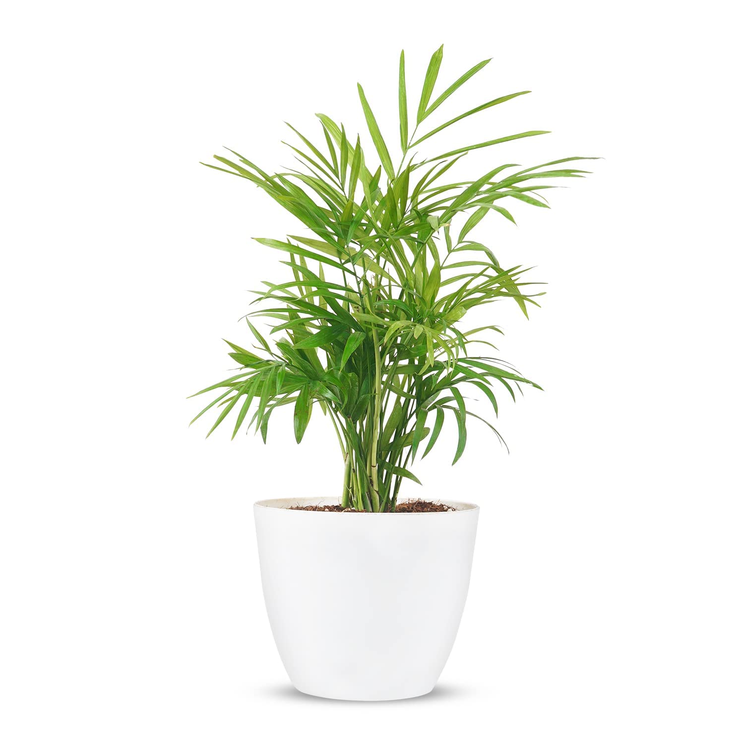 MorningVale Areca Palm tree live plant best indoor air purifying plant include pot (Areca White Cool pot 5 inch) (B0C14DDZXN) Amazon Price History, Amazon Price Tracker