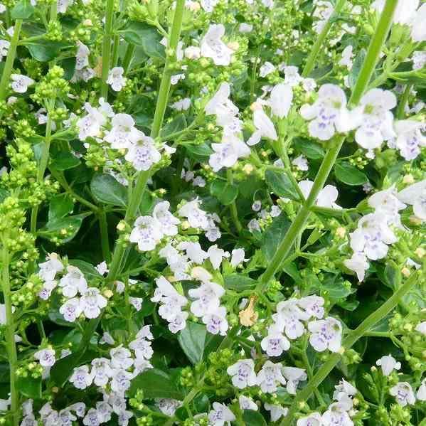 Amazon.co.jp: カラミンサ 苗 白小花 3.5号 秋まで咲く 宿根草