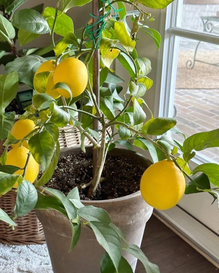 Kagoji Lemon Live Fruit Plant & Tree (1.5-3.5 Ft Hight) For Home Gardening (Hybrid, Pack Of 1),CF_06