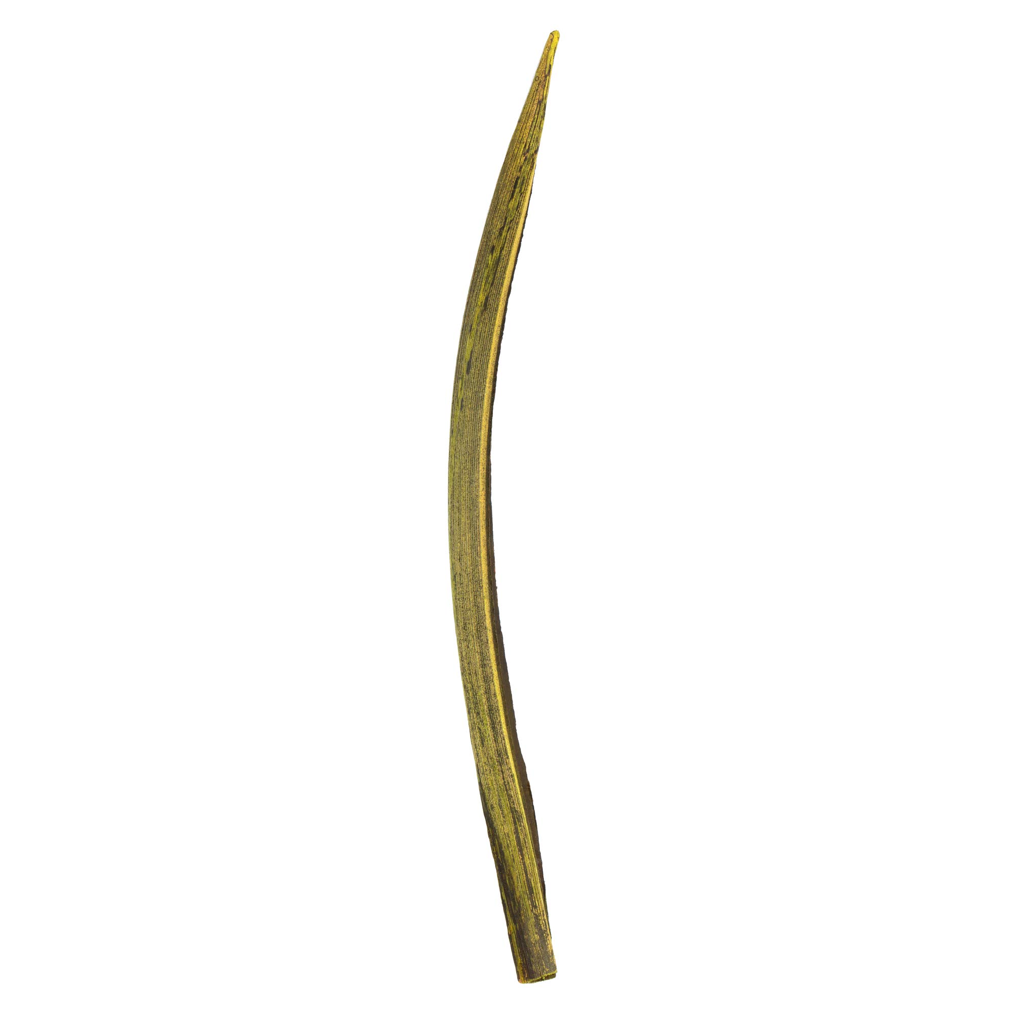 Vickerman Basilikum-Palmenpaddel, 15,2 cm bis 30,5 cm Höhe, echte konservierte Palmendekoration für Zuhause oder alltägliche Arrangements, 32 bis 37 Stück pro Packung