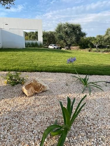 GREENMOOD OKLAOMA 0.500 kg pro 20 m2 superharte Rasenmischung Amerikanische Qualität, Wurzelsystem bis zu 70 cm