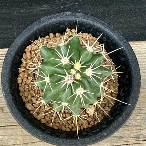 Amazon｜サボテン フェロカクタス 赤鳳 実生｜観葉植物 オンライン通販