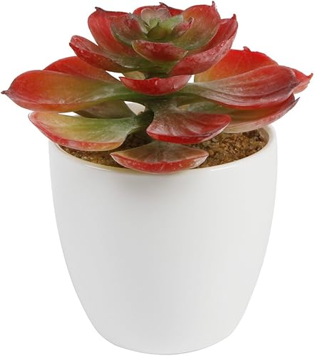 Flora Bunda pt-3367 Tropical Echeveria Succulent Plant en bote  Rojo (12pcs)