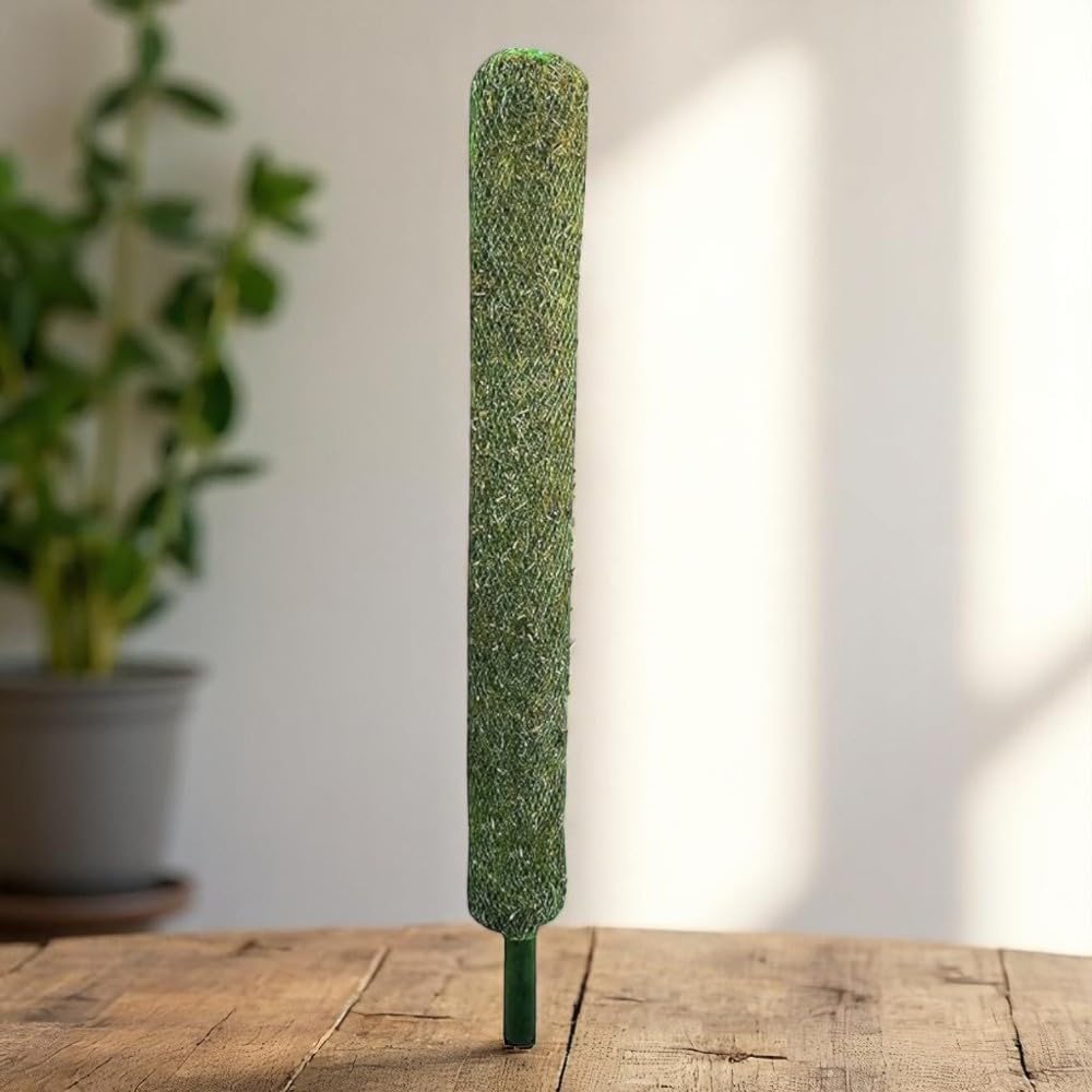 Moss Stick for Plants 5 Ft Set of 1 – Coir Moss Pole Plant Support for Money Plant, Monstera, Syngonium & Climbing Indoor Plants | Natural Green Grass Support Stick-image-5