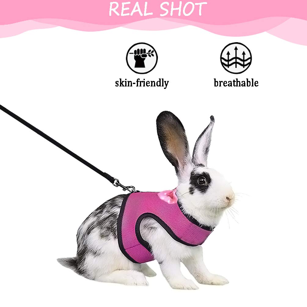 bunny leash amazon