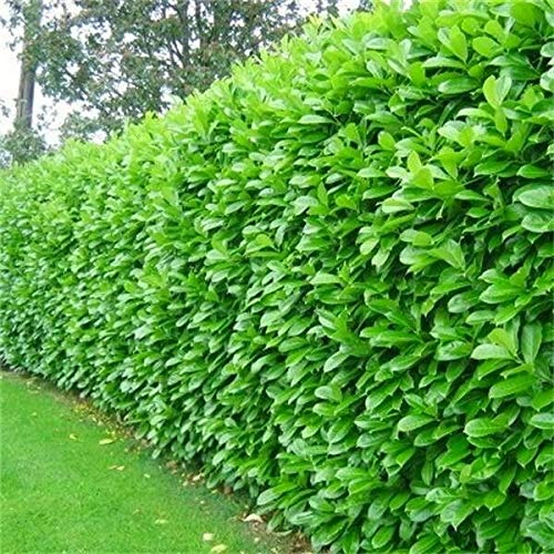 10 Cherry Laurel Hedging Evergreen Plants Fast Growing 3-4ft Large 5 Litre Pots Sunnyside Nurseries - 3