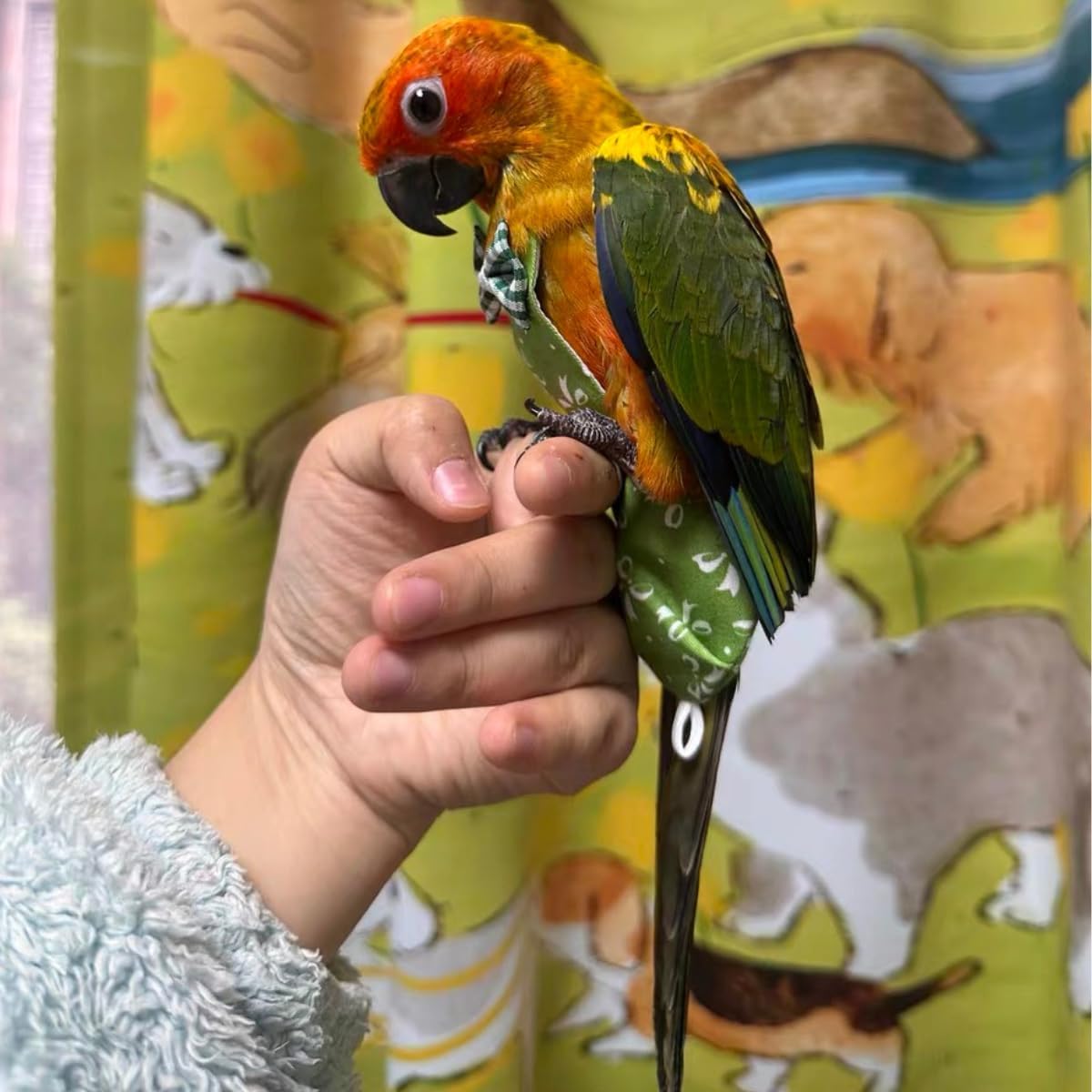 Bird Diaper Protective Parrot Nappy - 3 Pack, Reusable Flight Suit with Waterproof Inner Layer, Washable Cute Urine Wet Suit for Parakeet Lovebird African Grey Conure (2XL)