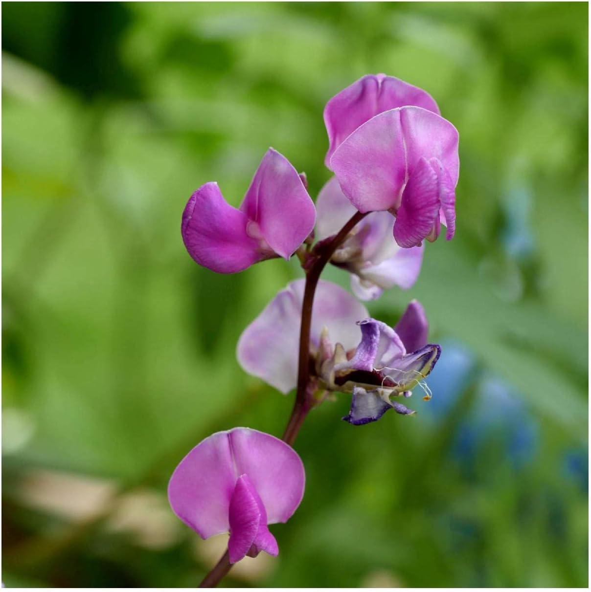 Everwilde Farms - 1 Lb Purple Moonshadow Wildflower Seeds - Gold Vault