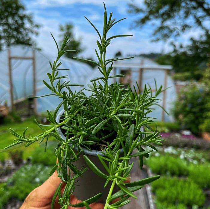 Image of Live Rosemary Live Plant Herb Plant for Home and Garden Herb That Heals and Delights with Black Pot
