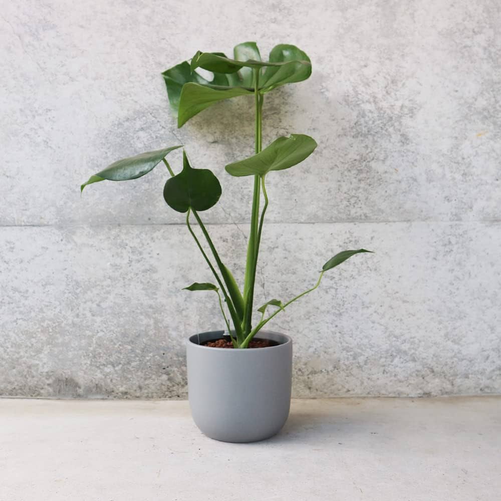 Amazon｜モンステラ 水位計付 水耕栽培二重鉢仕様 5号鉢【品種で