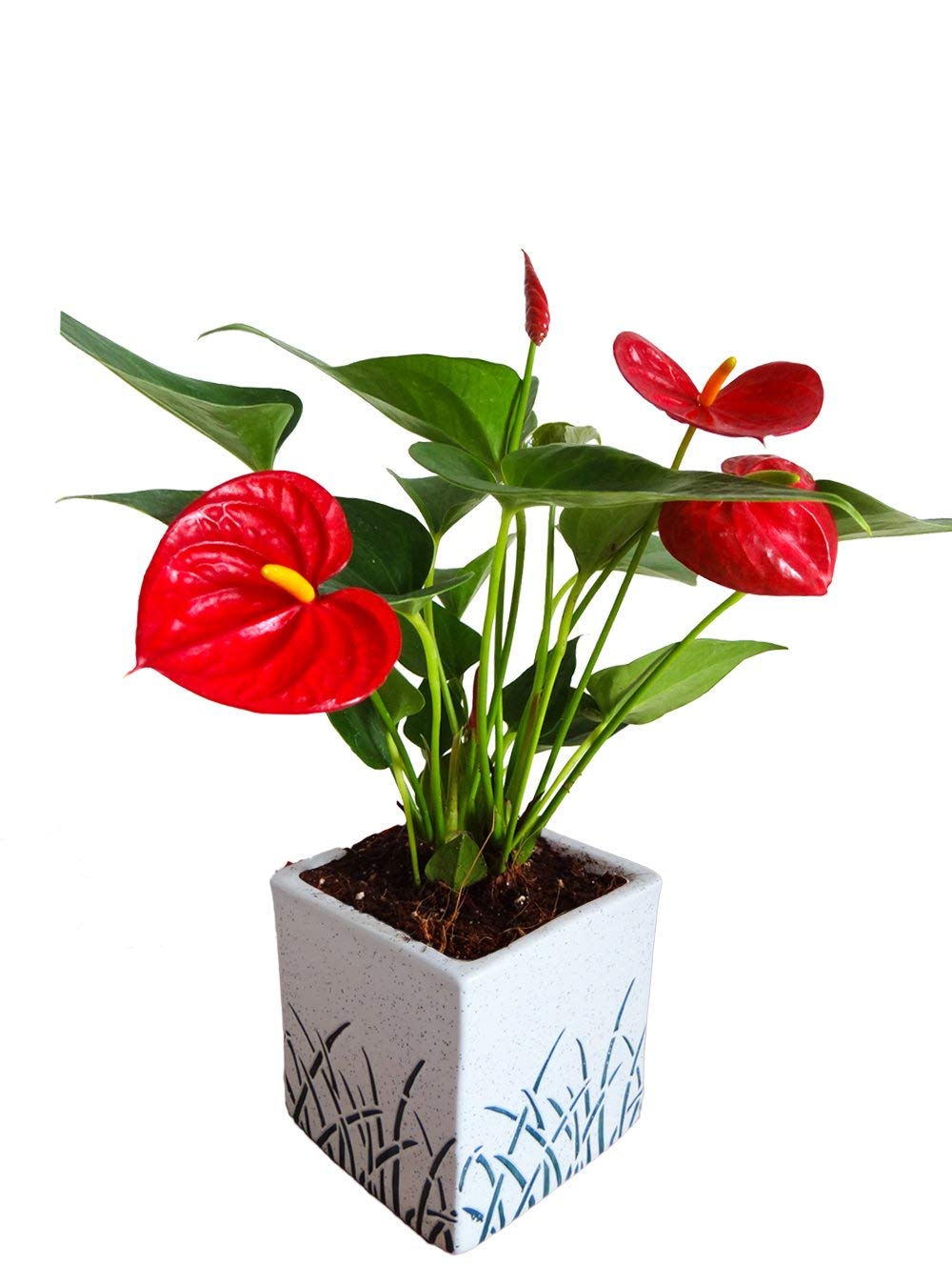 See full amazon price history chart for Rolling Nature Air Purifying Red Anthurium Plant in White Cube Aroez Ceramic Pot Rolling Nature Air Purifying Red Anthurium Plant in White Cube Aroez Ceramic Pot (B082GFW1QH) Amazon Price History, Amazon Price Tracker