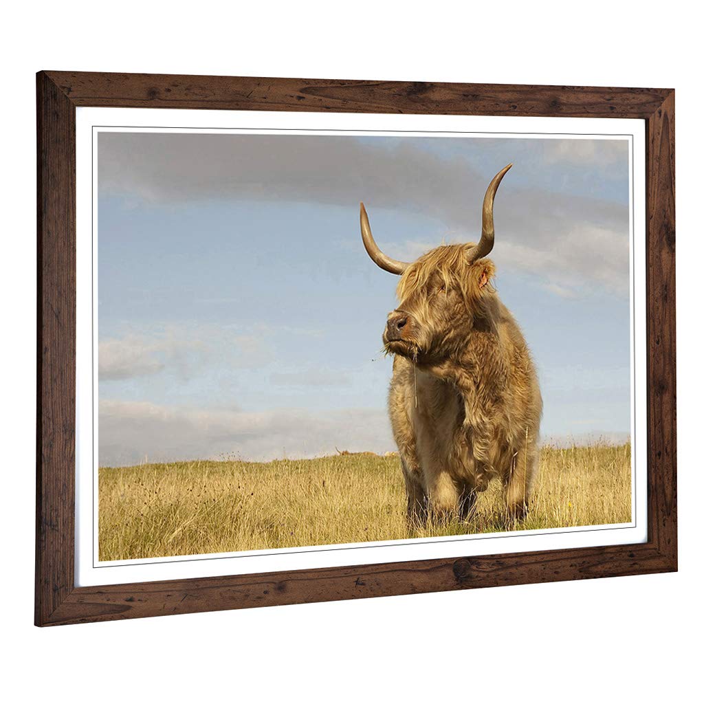 Big Box Art Framed Print of Cow 4 Design | Wall Art Picture | Home Decor for Kitchen, Living, Dining Room, Lounge, Bedroom, Hallway, Office, Walnut, A2 / 24.5x18 Inch / 62x45cm