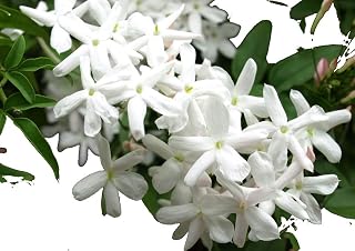 1 Jasminum/Jasmine Polyanthum in a 9cm Pot, Fragrant White Flowers 3fatpigs®