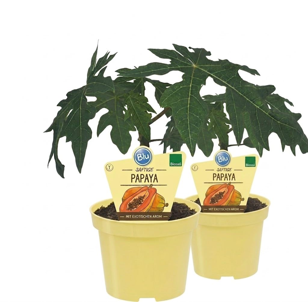 2Piante di Carica Papaya su vaso cm 12 h 20/25cm MODIPITRE