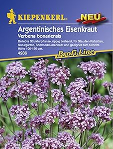 Kiepenkerl Argentinisches Eisenkraut Blumensamen