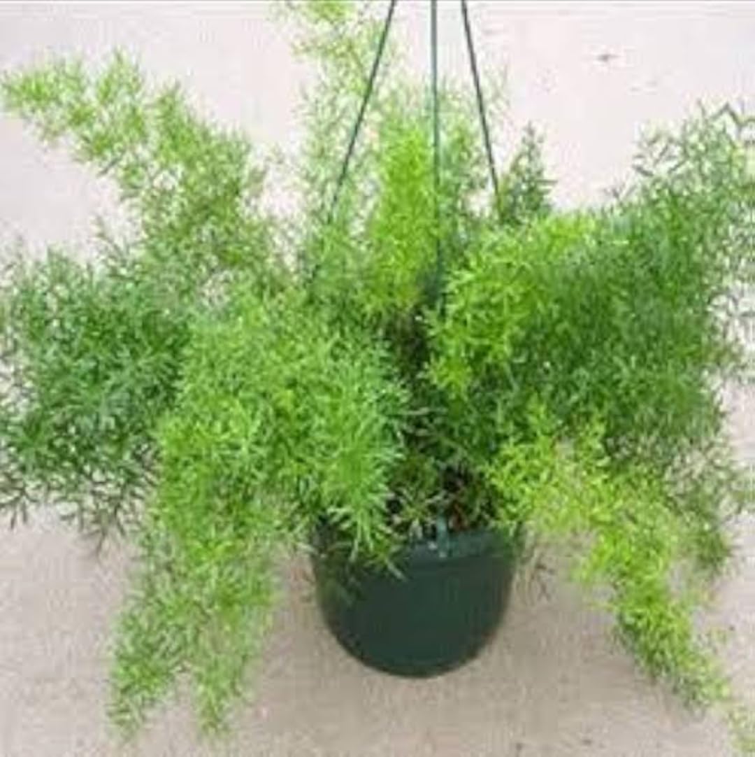 MVKR Live Shatavari Plant I Shatavar, Asparagus Natural Herb Plant I (Pack of 1 Plant) (B093XSTLXT) Amazon Price History, Amazon Price Tracker