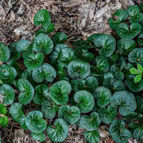Wild Ginger Plants for Growing, Shade Loving Perennial, Great for Borders or Paths, Around Trees (3 Plants)