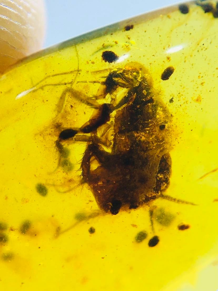 Burmese burmite Cretaceous blattaria Insect Fossil Amber Myanmar