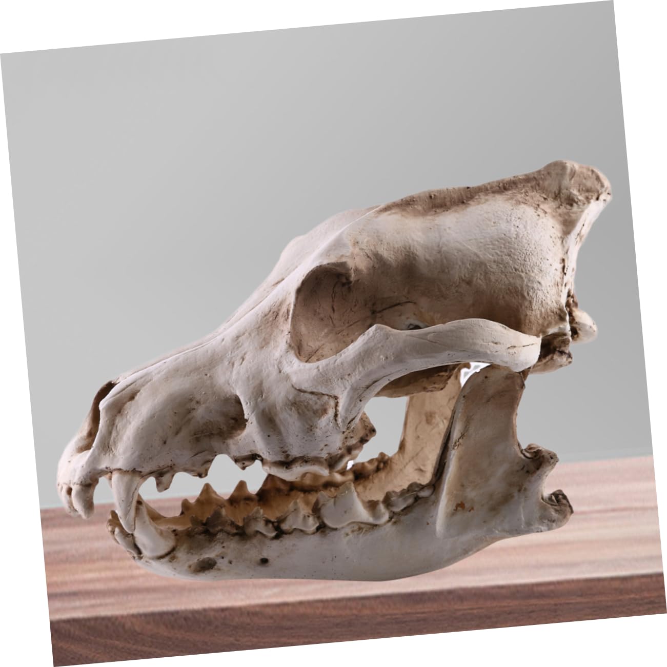 PRETYZOOM Bärenschädel 2st Schädelkopfmodell Aus Harz Home Decor Wohnungseinrichtung Ideas Geschenkeidee Hochstihl Skelett Figur Heim Tiere Wolf Replik Skelett Nachbildung Einer Skelettfigur
