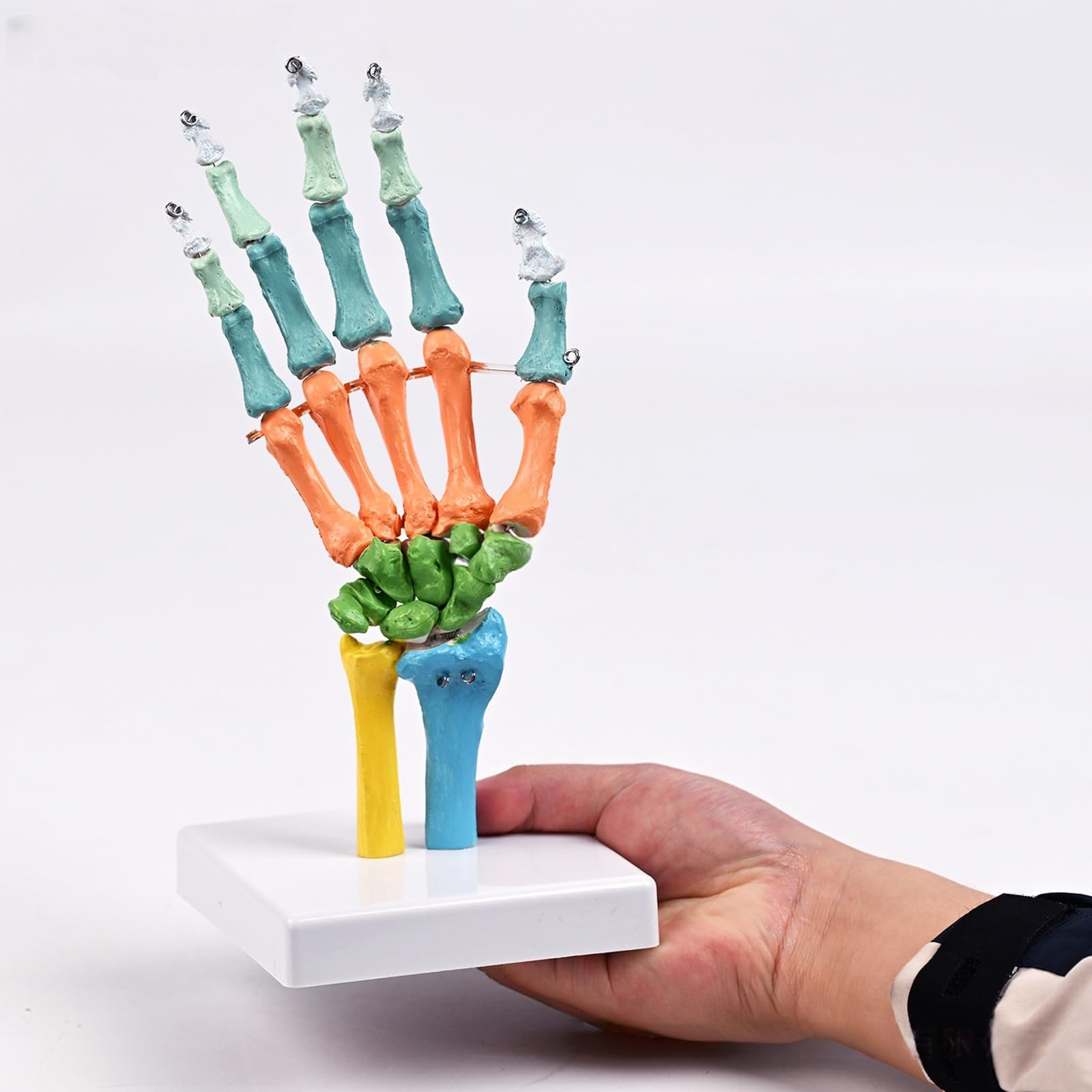 Scheletro umano a grandezza naturale, modello anatomico con articolazioni mobili, modello osso manuale codificato a colori per lezioni aule, strumento studentesco