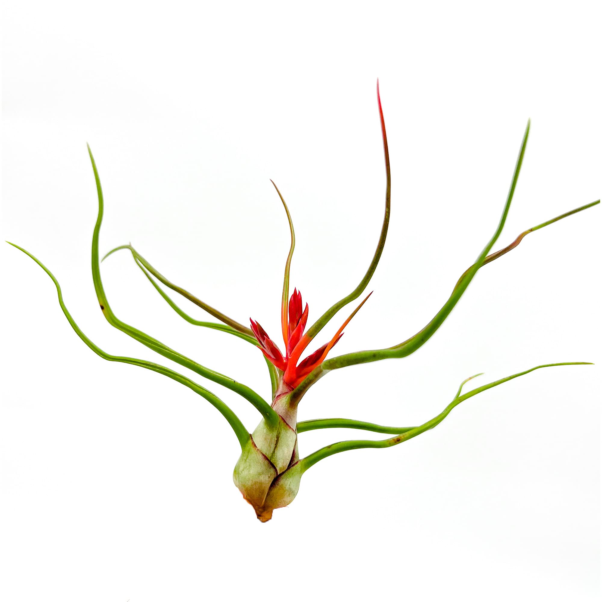 ragnaroc Air Plants - Flowering Tillandsia Bulbosa Belize, Giant 7-9