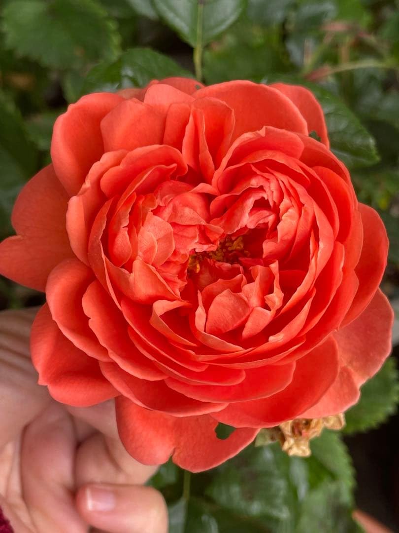 Amazon.co.jp: 薔薇 バラ苗 接木 苗 summer s@ng つぼみ : DIY・工具