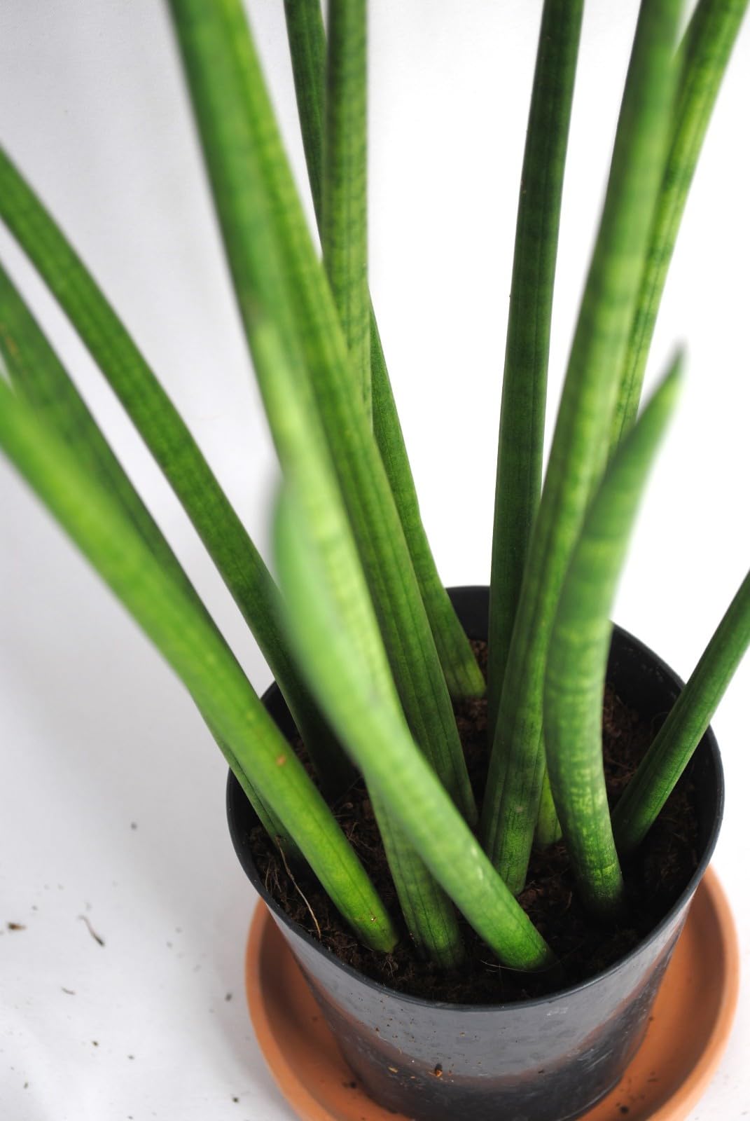 Sansevieria cylindrica,Bogenhanf,pflegeleicht Zimmerpflanze,ca.35cm hoch