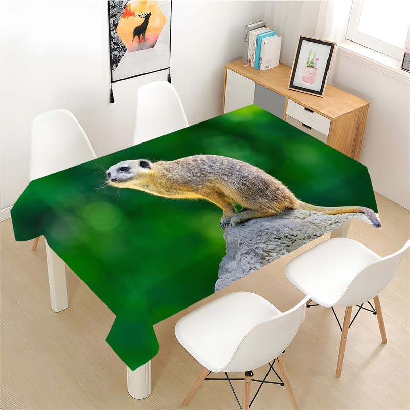 Los 10 mejores cuadros de Mangostas para comprar 【2023】 ️