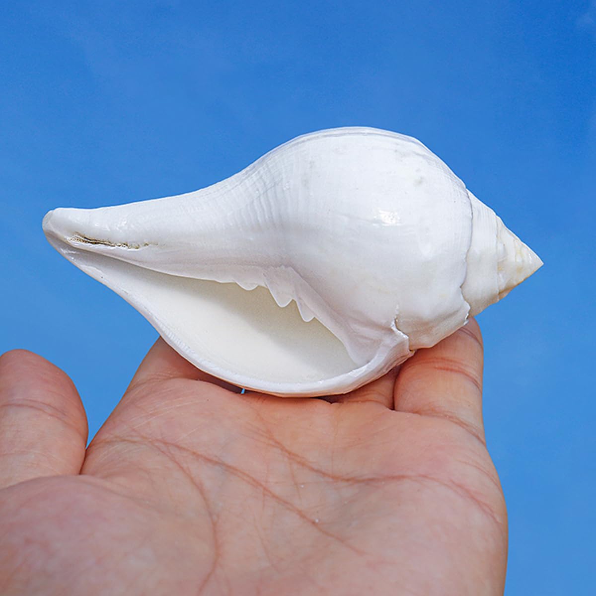 Coquillage, Énorme conque océanique 9~12 Cm, Parfaite la décoration de(10~11cm)