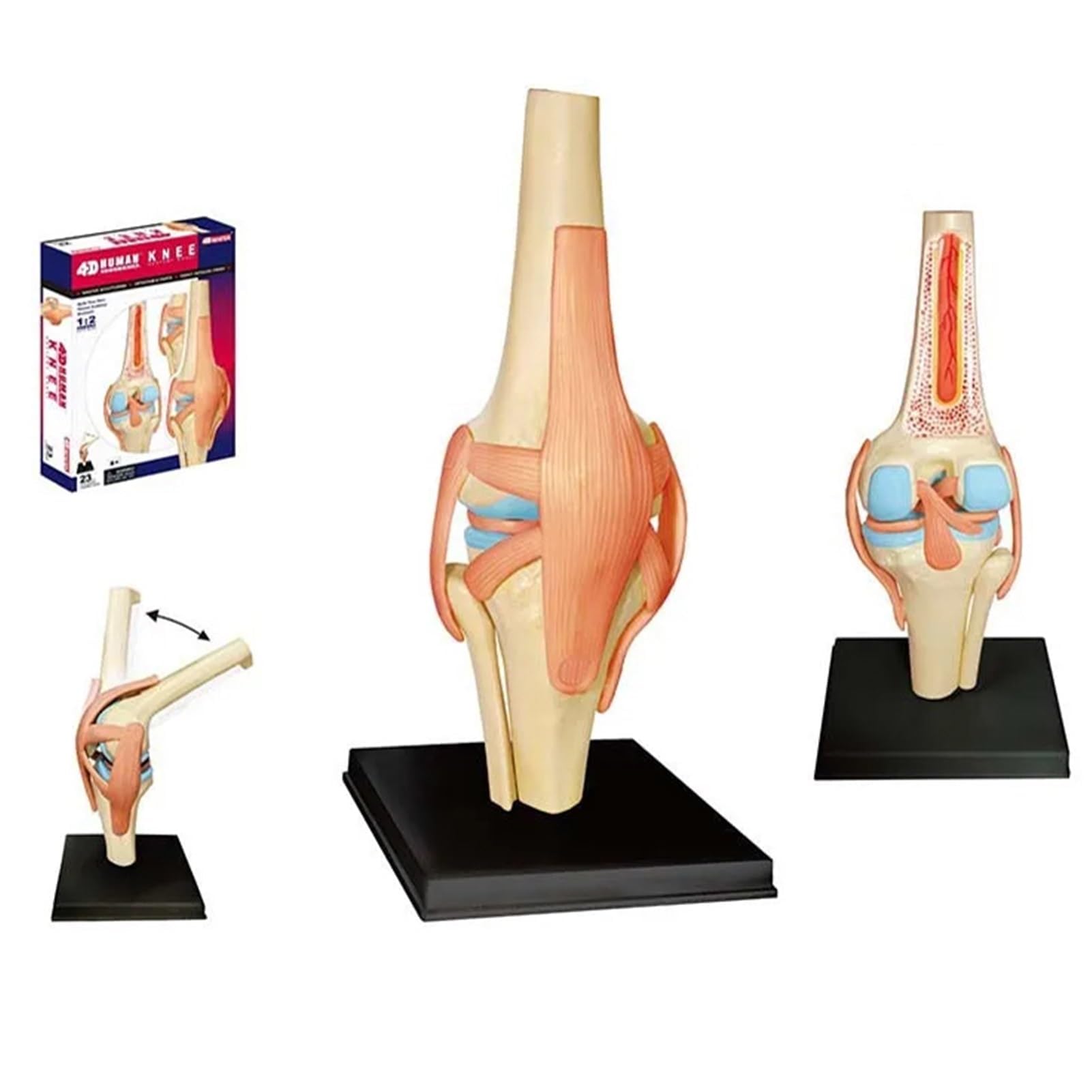 4D Montaż ludzkiego stawu kolanowego model do nauki medycznej DIY anatomia zestaw do symulacji anatomii