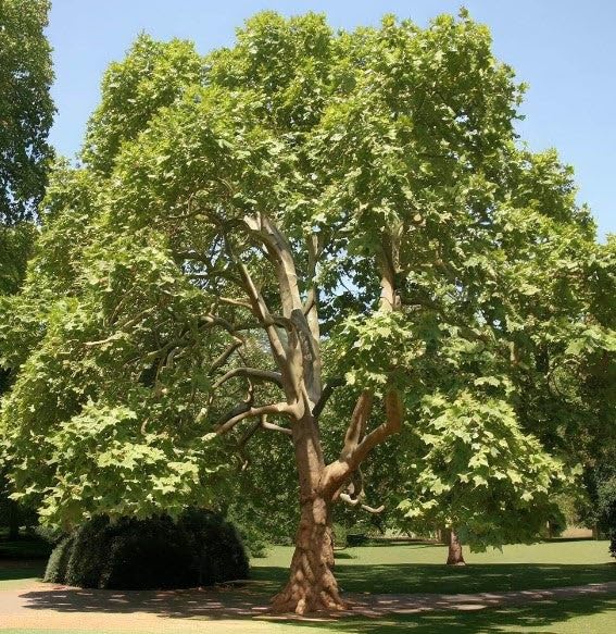 Treeplane Plane Tree Farm Beamish
